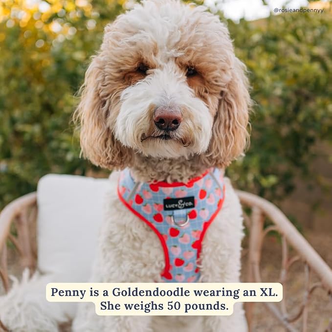 Lucy & Co. The Fresh Berries No-Pull Dog Harness - Size Small- Vest to Stop Pulling & Walk Easy - Comfortable Leash Training Product w/Adjustable Chest & Neck Straps