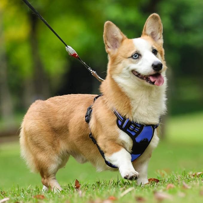 rabbitgoo Dog Harness, No Pull Medium Sized with 2 Leash Clips, Pet Vest | No Choke with Handle, Adjustable Soft Padded, Reflective, Easy Control for Walking, Dazzling Blue, Medium