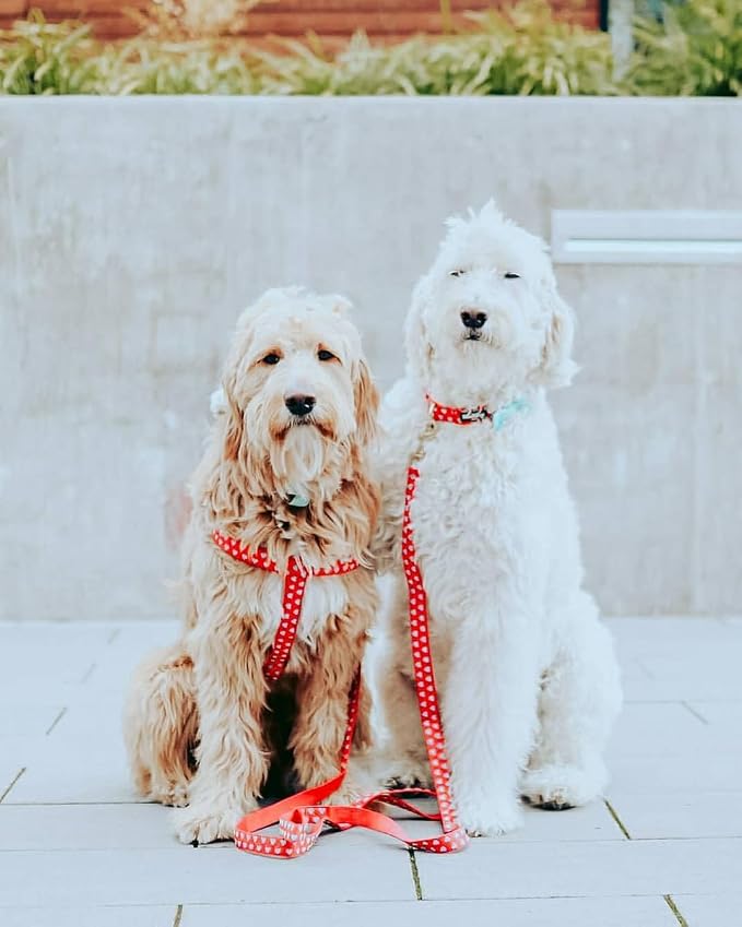 Blueberry Pet Step-in Dog Harness Velvety Heart Flocking Valentine’s Day Adjustable Harnesses for Medium Dogs, Lust Red, Chest Girth 20" - 26"