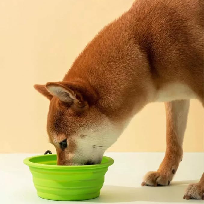 Collapsible Travel Pet Bowl with Carabiner, Red