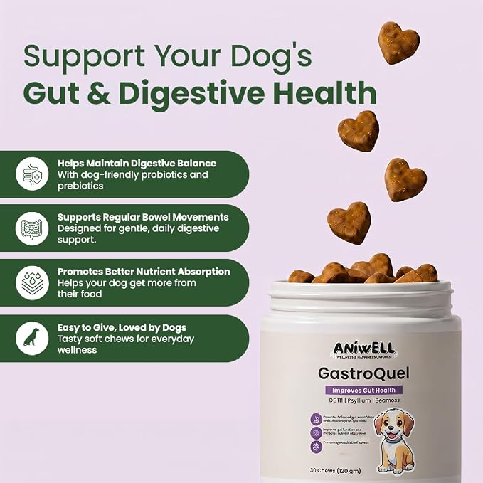 GastroQuel Dog Probiotic Chews – Gut Health, Occasional Diarrhea & Digestive Support | Probiotics for Dogs, Kaolin & Pectin | Yeast Infection Support & Anti Diarrhea for Dogs | Pack of 3