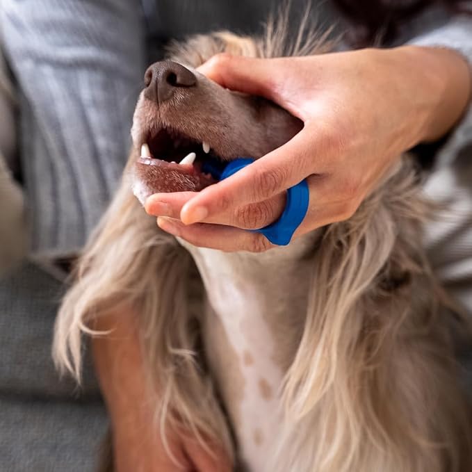 Paw Ready Pet Toothbrushing Assistant for Puppies' Dogs and Cats Allows You to Brush Your pet’s Teeth Without Constantly Worrying About Getting Bitten. (Blue, Small)