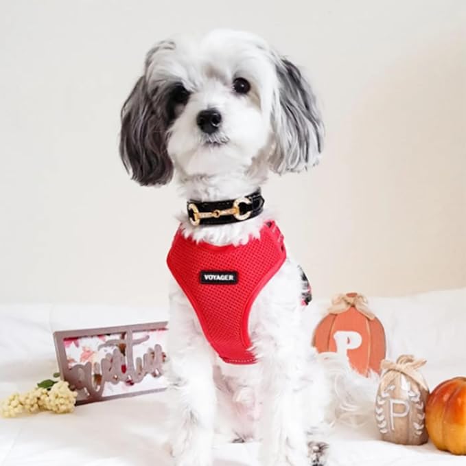 Air Frontier Mesh Dog Harness with Steel Leash D-Ring, Reflective Stitching, and Lightweight Breathable No-Pull Design, Adjustable Neck and Chest Straps for Small to Large Breeds - RDW, XS