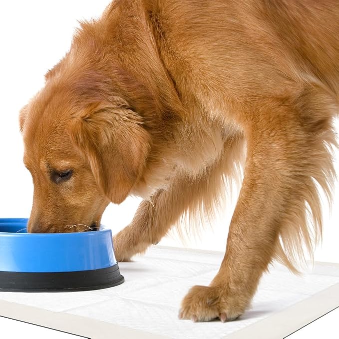 OUT! Petcare Large Dog Pee Pads, Disposable Quilted Training Pads with Pro-Grip, Leak Proof Absorbent Backing, Fast Drying, Puppy Housebreaking, Non Slip, Indoor Pet Potty Supplies, 21x21, 50 Count