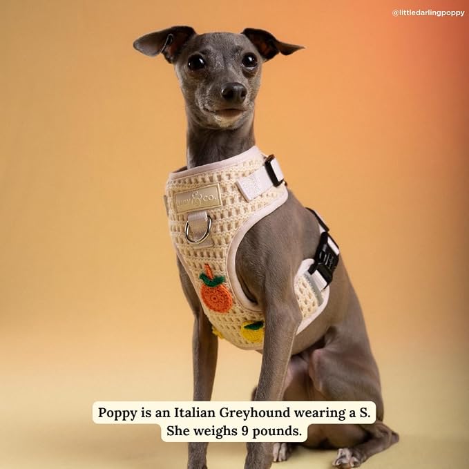Lucy & Co. Main Squeeze Crochet No-Pull Dog Harness, Adjustable Front Clip Harness with Comfort Padding, Small