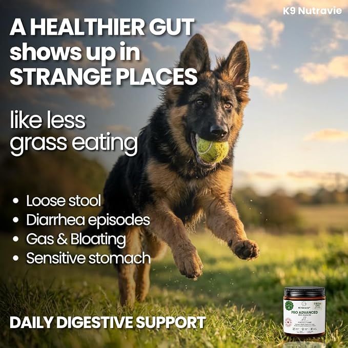 Dog Probiotic Powder for Digestive Support | 5 Billion CFU | Gut Health & Immunity Support | Mix-in Powder | 60g | Unflavoured (60g)