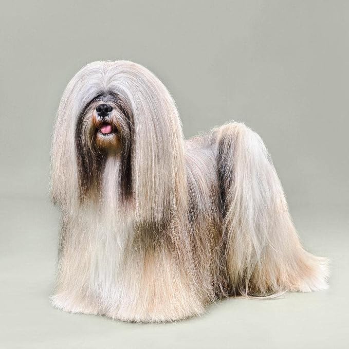 So Posh I'm So Silky Dog Leave in Conditioner - Silk Protein Enriched, Ideal for Drop-Coats, Smooth & Anti-Static, Silicone & Paraben Free 1:20 Concentrate. 8.4 Oz