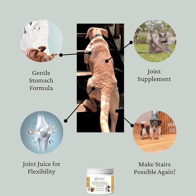 Nature's Pure Edge Glucosamine Powder for Dogs and Cats - Joint Supplement with Chondroitin MSM and Turmeric for Hip and Joint Support - Senior Friendly Formula 170g