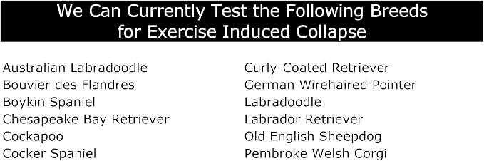 Dog Exercise Induced Collapse (EIC) DNA Test