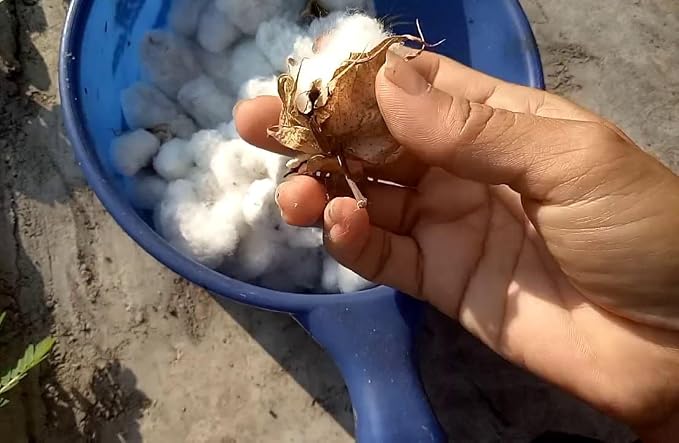 Fast Life Cotton Buds for Dogs