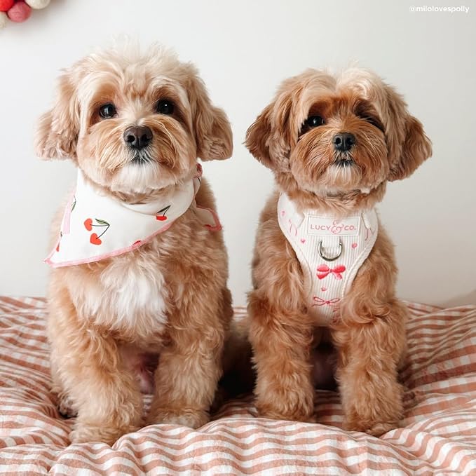 Lucy & Co. Ever So Sweet No-Pull Dog Harness, Adjustable Front Clip Harness with Comfort Padding, X-Large