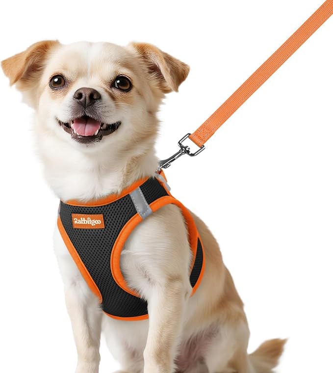 rabbitgoo Dog Harness Small Sized and Leash Set, Step in Soft Vest | Breathable Mesh, Easy Wear with Hook & Loop, Light and Reflective for Walking, Multi-colored, Black & Orange, XXS