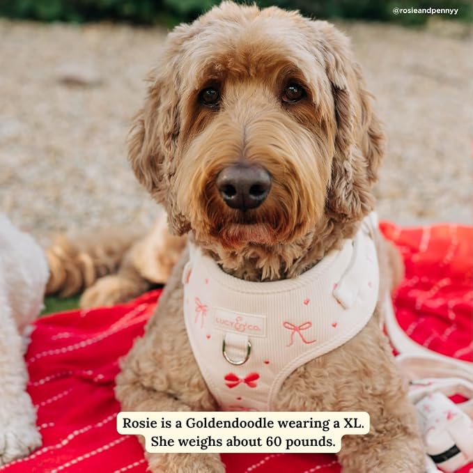 Lucy & Co. Ever So Sweet No-Pull Dog Harness, Adjustable Front Clip Harness with Comfort Padding, X-Small
