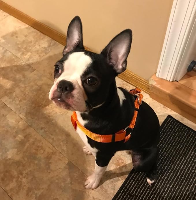 PUPTECK No Pull Dog Harness Large Sized Step-in Adjustable Puppy Vest | Soft Webbing Basic Halter with ID Tag for Outdoor Walking