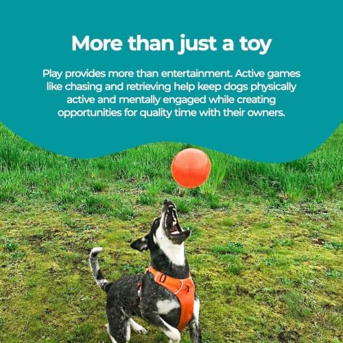 Jolly Pets Dog 6-Inch Bounce-n-Play, Orange, 6 Inches/Medium | Tough, bouncy medium dog ball made from JollyFlex material that retains shape even when punctured and floats for water play