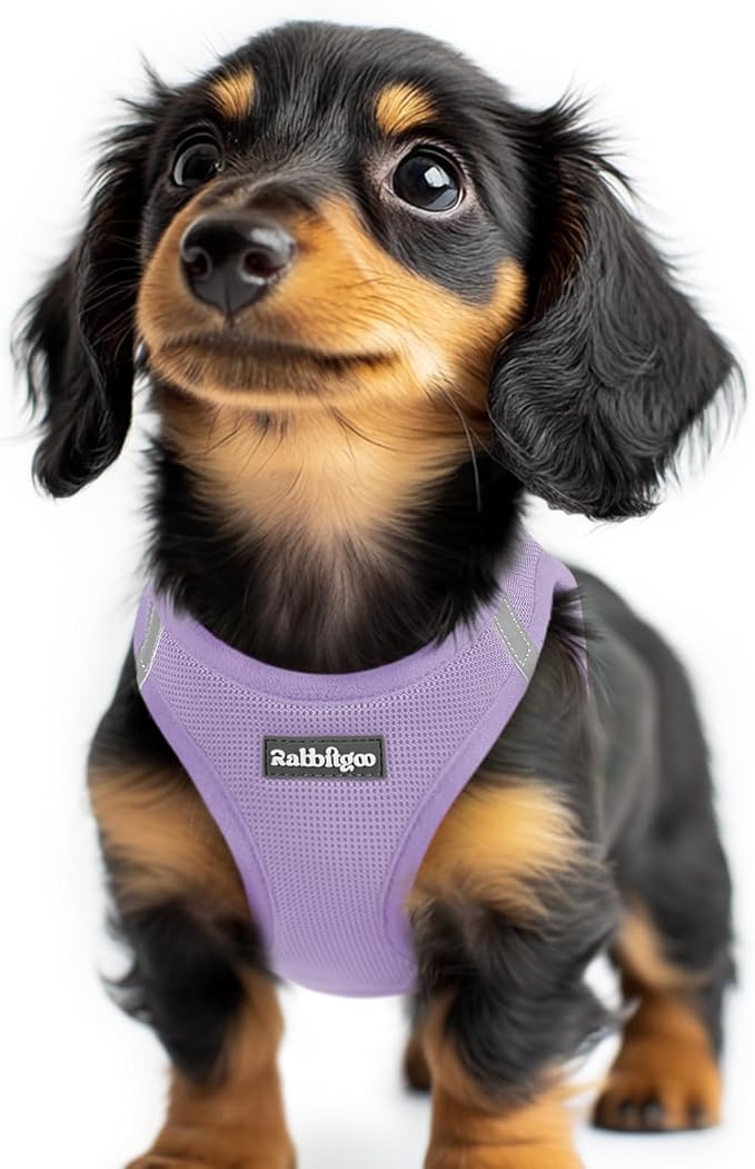 rabbitgoo Step-in Small Dog Harness, Puppy Vest for Small Sized Pet | Easy Put on and off, Lightweight, Soft, Breathable Quick-Dry Air Mesh for Comfortable Secure Walking, Light Purple XXS