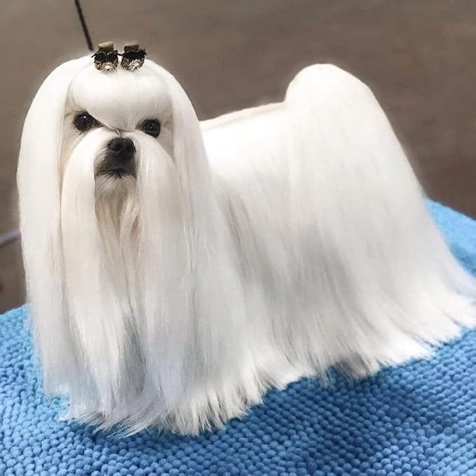 So Posh I'm So Silky Dog Leave in Conditioner - Silk Protein Enriched, Ideal for Drop-Coats, Smooth & Anti-Static, Silicone & Paraben Free 1:20 Concentrate. 8.4 Oz