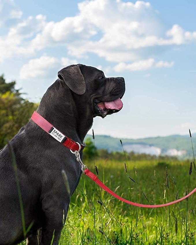 Joytale 14-20 inches Dog Collar and 6FT Leash, Reflective Soft Neoprene Padded Pet Collars and Leashes for Medium Dog