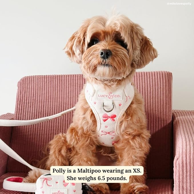 Lucy & Co. Ever So Sweet No-Pull Dog Harness, Adjustable Front Clip Harness with Comfort Padding, X-Large