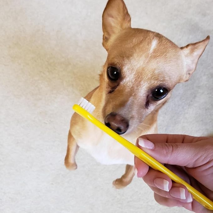 Pet Republique Small Toothbrush for Dogs Cats - Cat Toothbrush, Small Dog Toothbrush - Designed for Cat, Kitten, Puppy, and Sm Dog Like Chihuahuas, Yorkshire, and Poodle (3 Count)