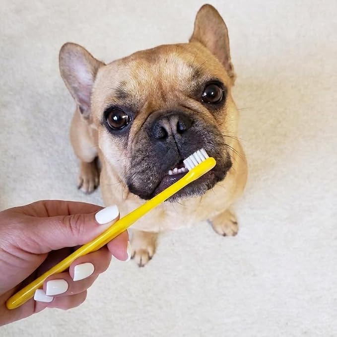 Pet Republique Small Toothbrush for Dogs Cats - Cat Toothbrush, Small Dog Toothbrush - Designed for Cat, Kitten, Puppy, and Sm Dog Like Chihuahuas, Yorkshire, and Poodle (3 Count)