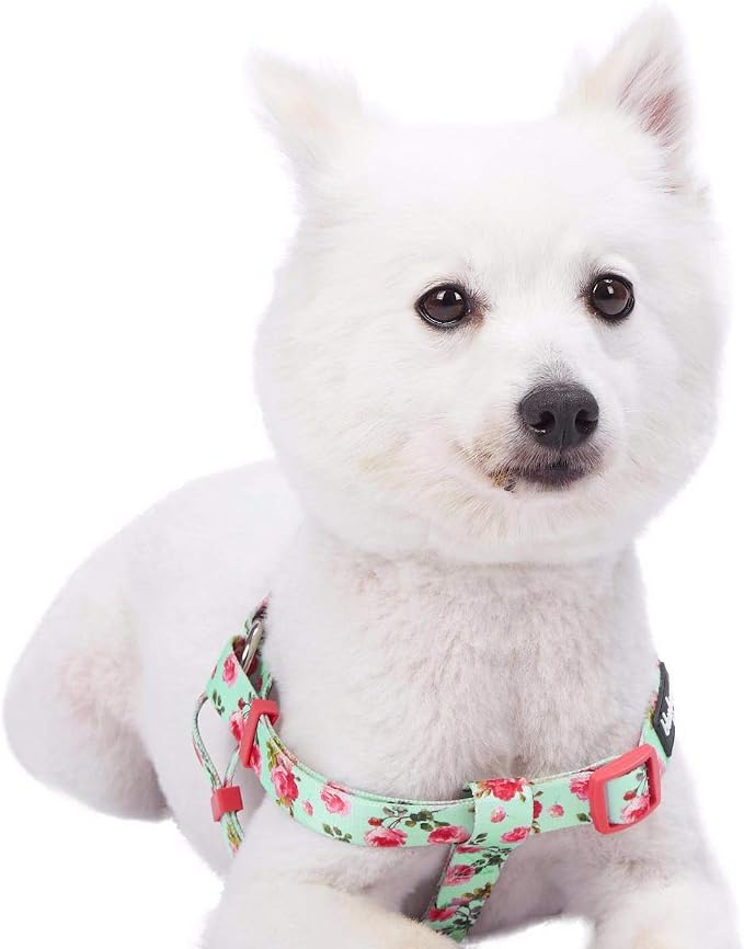 Blueberry Pet 9 Patterns Step-in Spring Scent Inspired Floral Rose Print Turquoise Dog Harness, Chest Girth 16.5" - 21.5", Small, Adjustable Harnesses for Dogs