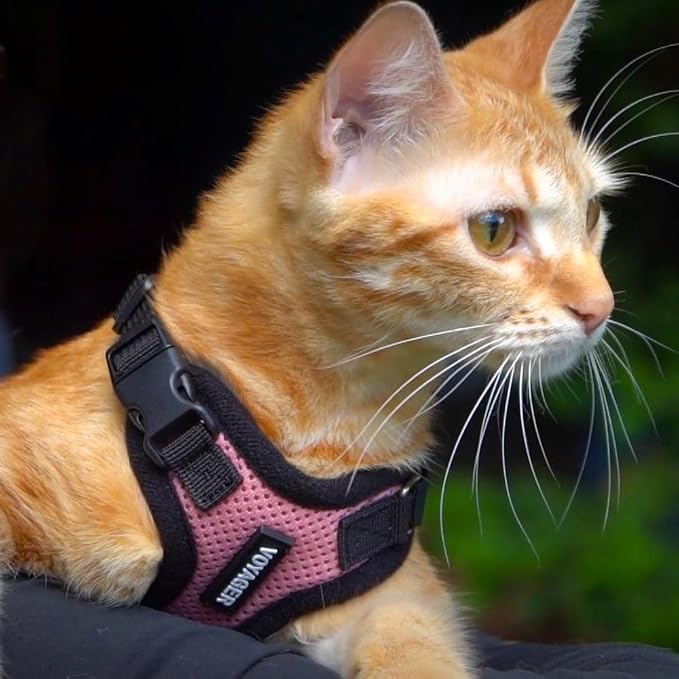 Voyager Escape-Proof Step-in Lock Cat Harness & 5ft Neoprene-Handle Leash Set All-Weather Mesh with Reflective Stitching for Small to Large Cats by Best Pet Supplies, Purple/Black Trim, XS