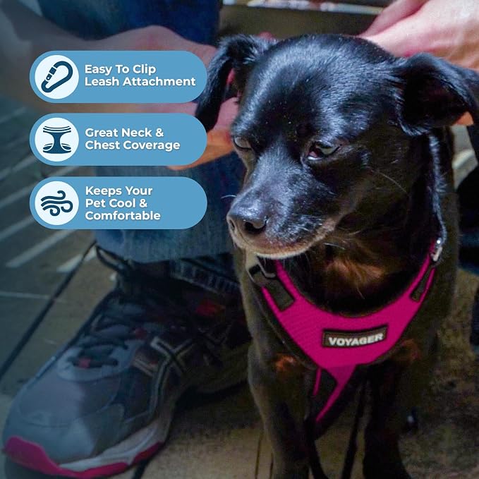 Best Pet Supplies Voyager Step-in Lock Pet Harness w Reflective Pet Leash Combo Set with Neoprene Handle 5ft - Supports Small, Medium and Large Breed Puppies/Cats - Fuchsia/Black Trim, XL