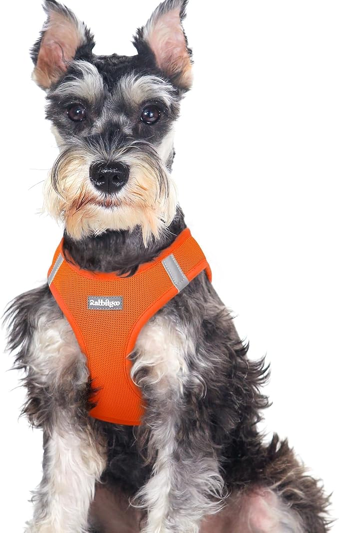 rabbitgoo Step-in Small Dog Harness, Puppy Vest for Medium Sized Pet | Easy Put on and off, Lightweight, Soft, Breathable Quick-Dry Air Mesh for Comfortable Secure Walking, Orange XXL