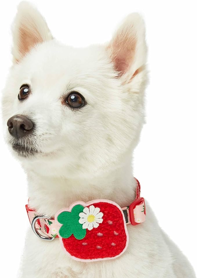 Blueberry Pet Harvesting Strawberry Dog Collar, Adjustable Medium Size, Neck 14.5”-20”, Strawberry Print, Summer Fruit Pet Collar