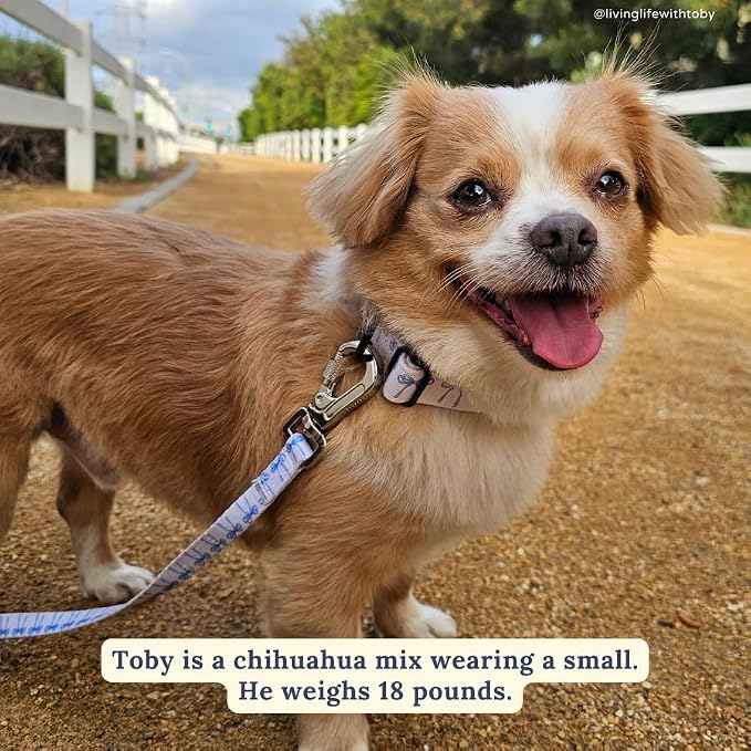 Lucy & Co. 5 Foot Designer Dog Leash for Small, Medium or Big Dogs or Puppies Puppy – Pet Accessories & Supplies - Large - White with Blue Bows