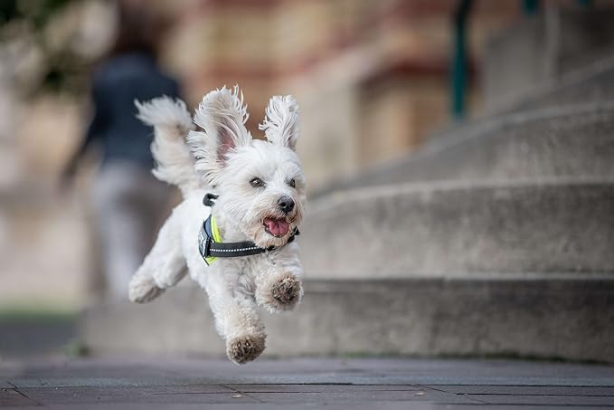 IDC Powair Harness, Size: XL/2, Red