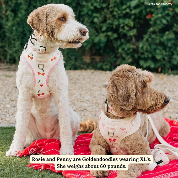 Lucy & Co. Ever So Sweet No-Pull Dog Harness, Adjustable Front Clip Harness with Comfort Padding, Small
