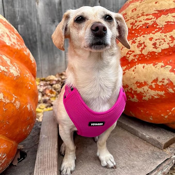 Air Frontier Mesh Dog Harness with Steel Leash D-Ring, Reflective Stitching, and Lightweight Breathable No-Pull Design, Adjustable Neck and Chest Straps for Small to Large Breeds - FSW, S