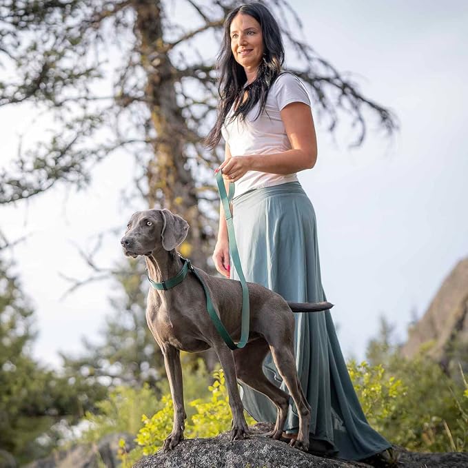 Blueberry Pet Essentials Matching Dog Collar Leash Harness Set in Verdant Green, Adjustable Classic Solid Color Nylon Collar with Harness & 4 ft Leash for Large Dogs