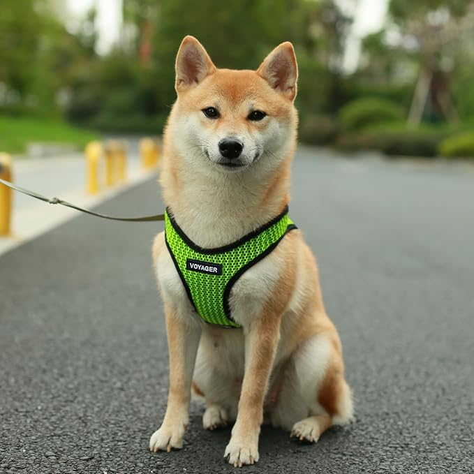 Best Pet Supplies Voyager Step-in Air All Weather Mesh Harness and Reflective Dog 5 ft Leash Combo with Neoprene Handle, for Small, Medium and Large Breed Puppies - Lime Green (2-Tone), M