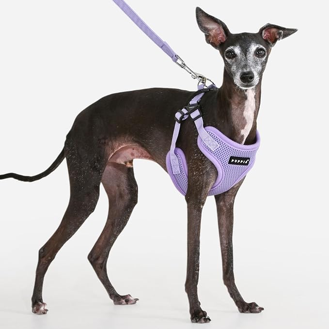Puppia Comfort Dog Harness C (Step-in) Fashionable Mesh Spring Summer Harness for Small Dogs, Violet, Large