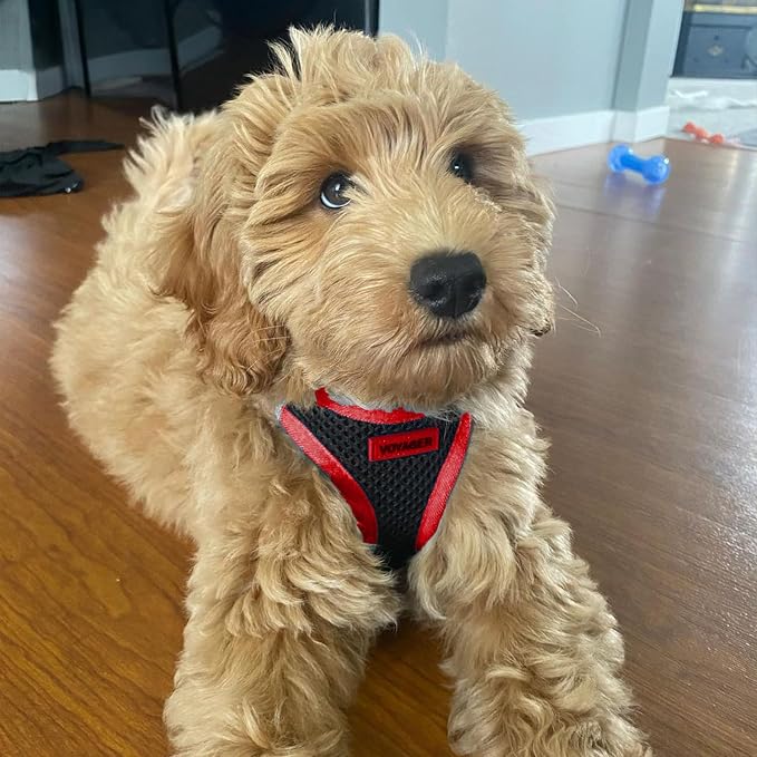 Voyager Step-in Air Dog Vest Harness - Black/Red Trim, X-Small | 13 - 14.5" in Chest, Reflective Bands, All Weather Breathable Air Mesh, Cats Compatible, Lightweight, Fast Drying