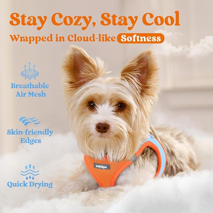 rabbitgoo Step-in Small Dog Harness, Puppy Vest for Medium Sized Pet | Easy Put on and off, Lightweight, Soft, Breathable Quick-Dry Air Mesh for Comfortable Secure Walking, Blue & Orange XXL
