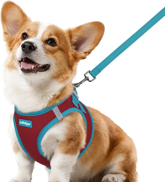 rabbitgoo Dog Harness Small Sized and Leash Set, Step in Soft Vest | Breathable Mesh, Easy Wear with Hook & Loop, Light and Reflective for Walking, Multi-colored, Red & Teal, L