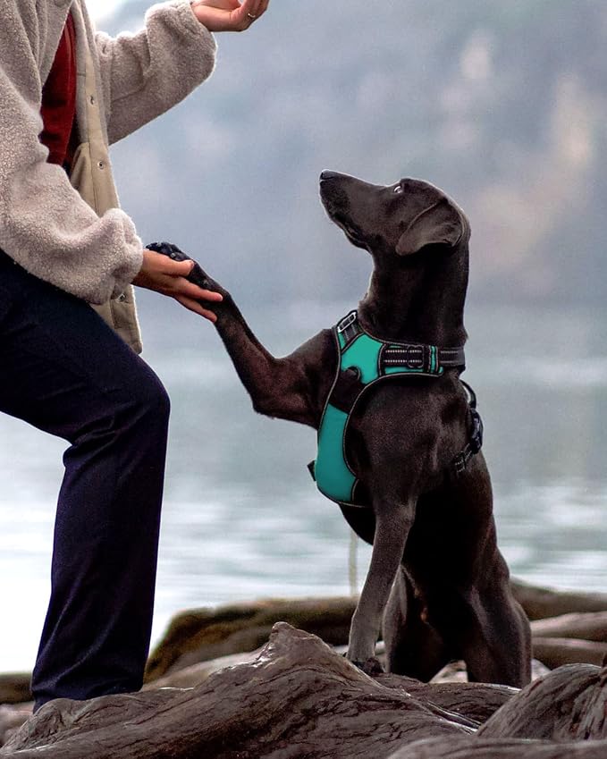 6FT Double Handle Dog Leash for Training and Dog Harness (Chest: 17-34"), Reflective Leashes for Medium Dogs and Adjustable Soft No Pull Harness (Teal,L)