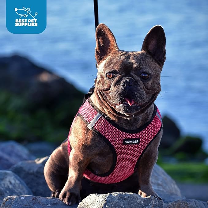 Voyager Step-in Air Dog Vest Harness - Fuchsia 2-Tone, Large | 18- 20.5" in Chest, Reflective Bands, All Weather Breathable Air Mesh, Cats Compatible, Lightweight, Fast Drying