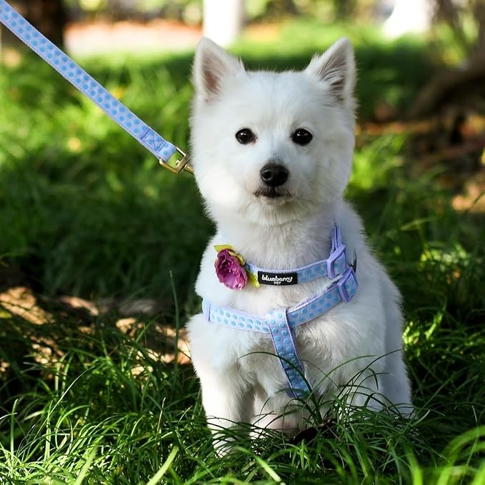 Blueberry Pet Polka Dots Femal Dog Leash for Girl Dogs, for Small Dogs, Pastel Purple 5 ft x 5/8" "
