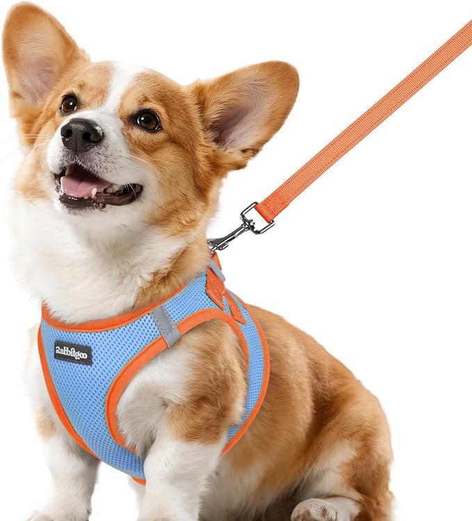 rabbitgoo Dog Harness Small Sized and Leash Set, Step in Soft Vest | Breathable Mesh, Easy Wear with Hook & Loop, Light and Reflective for Walking, Multi-colored, Blue & Orange, L