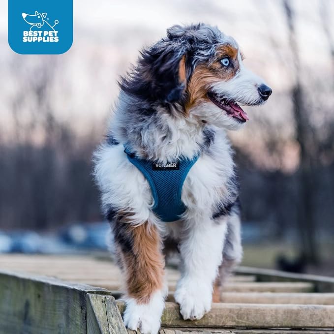 Voyager Step-in Air Dog Vest Harness - Blue, Small | 14.5-16" in Chest, Reflective Bands, All Weather Breathable Air Mesh, Cats Compatible, Lightweight, Fast Drying