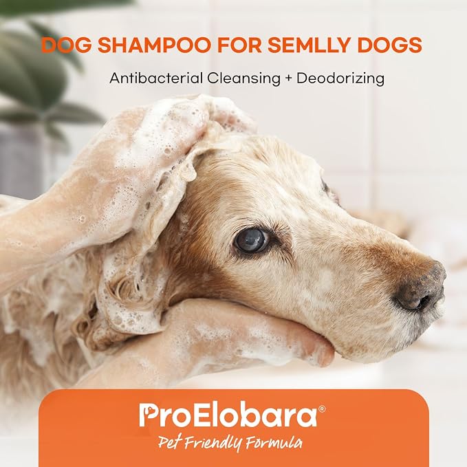 Medicated Dog Shampoo for Allergies and Itching: Antifungal Dog Shampoo, Yeast Infection and Bacterial Treatment for Dogs - Helps Hot Spots, Deodorizing and Anti Itch - Healthy Skin & Coat (Pack of 2