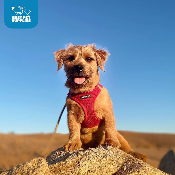 Voyager Step-in Air Dog Vest Harness - Red, Small | 14.5-16" in Chest, Reflective Bands, All Weather Breathable Air Mesh, Cats Compatible, Lightweight, Fast Drying