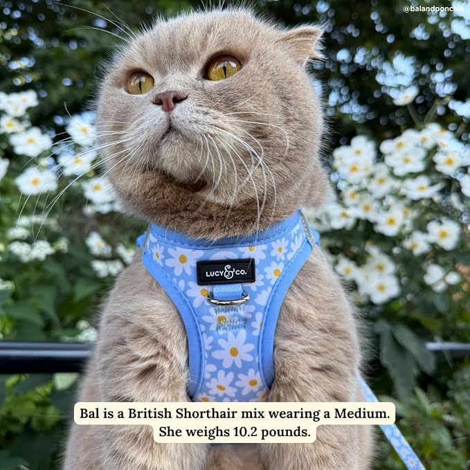 Lucy & Co. Simply Splendid Step-in Cat Harness & Leash Bundle – Reflective, Breathable & Adjustable Harness for Cats, Kittens & Small Dogs, Lightweight & Secure and Dual Leash Clips – Small