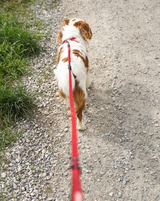 EzyDog Zero Shock Lite - Bungee Dog Leash, for Small Dogs - 48", Blue | Shock Absorbing, Padded Neoprene Grip, Reflective Stitching, Strong for Pullers, .5" Soft Touch Webbing for Durability