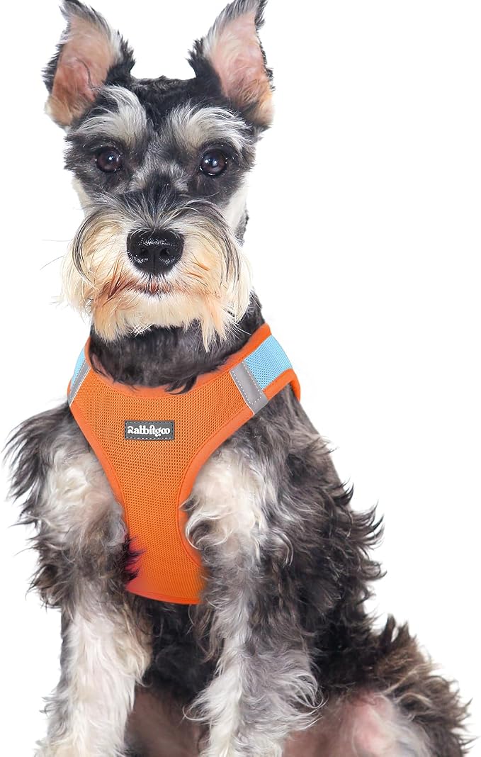 rabbitgoo Step-in Small Dog Harness, Puppy Vest for Medium Sized Pet | Easy Put on and off, Lightweight, Soft, Breathable Quick-Dry Air Mesh for Comfortable Secure Walking, Blue & Orange XXL